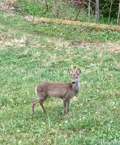 Bergheimat Διαμέρισμα Bad Goisern