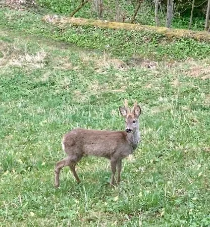 Bergheimat Lejlighed Bad Goisern